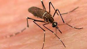 virus-chikungunya