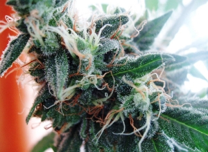 Viuda blanca, cepa de Marihuana tratada para  producir una mayor cantidad de THC. Foto: Wikimedia commons