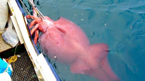 bxqgisdimaa53bl.jpg_2118332220