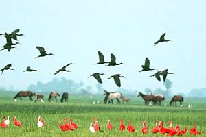 ven-llanos-aves