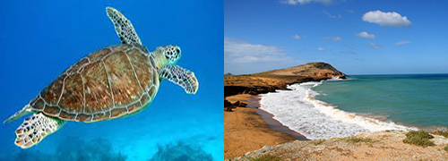 tortugas