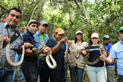 Liberadas babillas en Tule lenin cardozo3