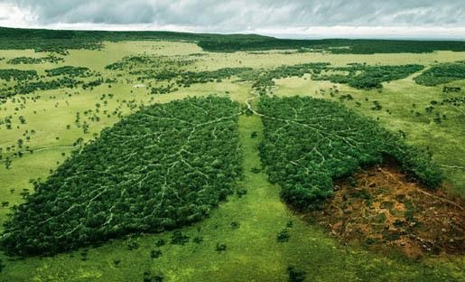 bosques-tropicales-2