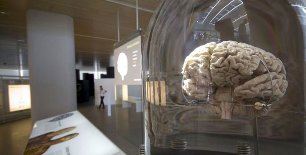 cerebro