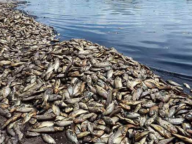 CONTAMINACIÓN-La Ciénaga-de-Magangué-Bolívar-COLOMBIA