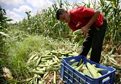 monagas_cultivo