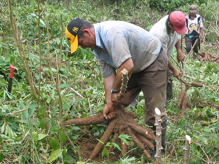 yuca-cosecha