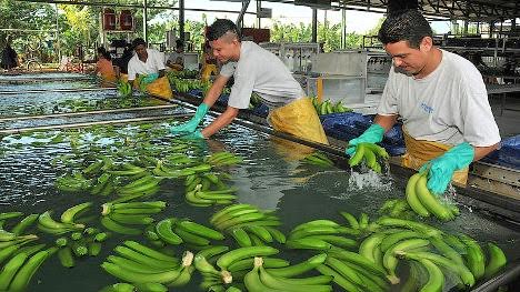 Trabajadores bananeros de Uraba