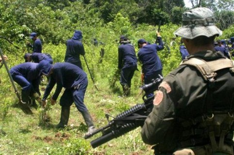 erradicacion-de-cultivos-ilicitos2-482x320