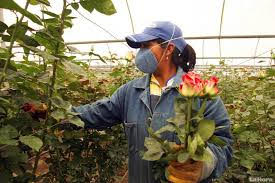 trabajadoras-y-trabajadores-de-flores