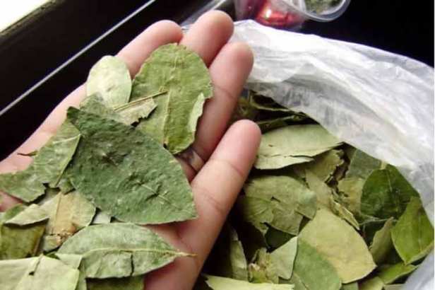coca-hoja