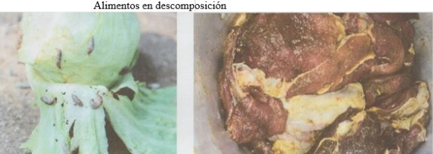 COMIDAS DESCOMPOSICION