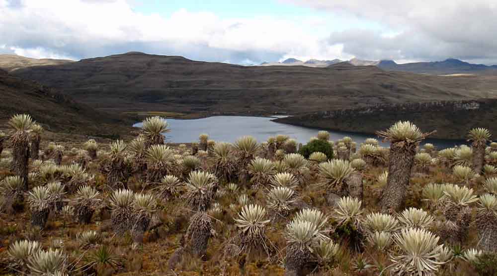 Fiestas por los 60 años del Sindicato de Trabajadores Agrícolas de&nbsp;Sumapaz