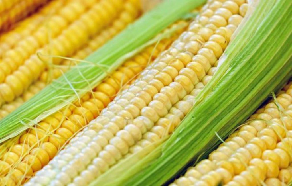 Ejecutivo acuerda precios para azúcar, café, maíz amarillo y&nbsp;blanco