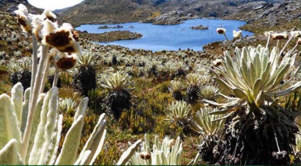 Paramo-de-Santurban-Foto-Alberto-Pena-medio-ambiente