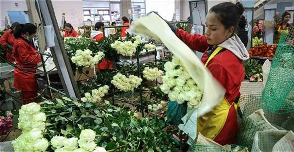 En Facatativá (Cund.) conmemorarán el día internacional de las y los trabajadores de las&nbsp;flores.