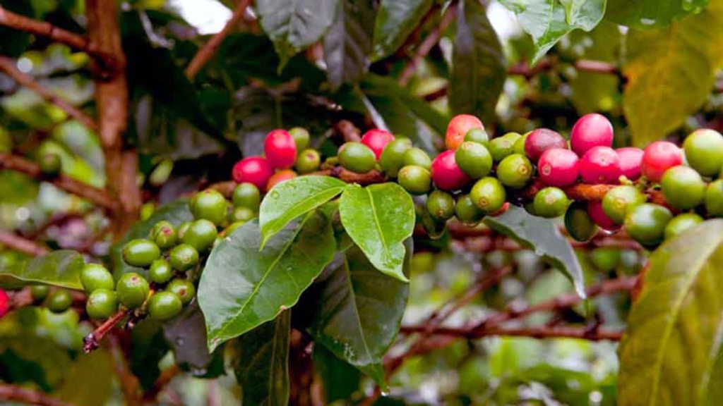 El país latinoamericano que quiere recuperar su riqueza de ‘oro&nbsp;verde’