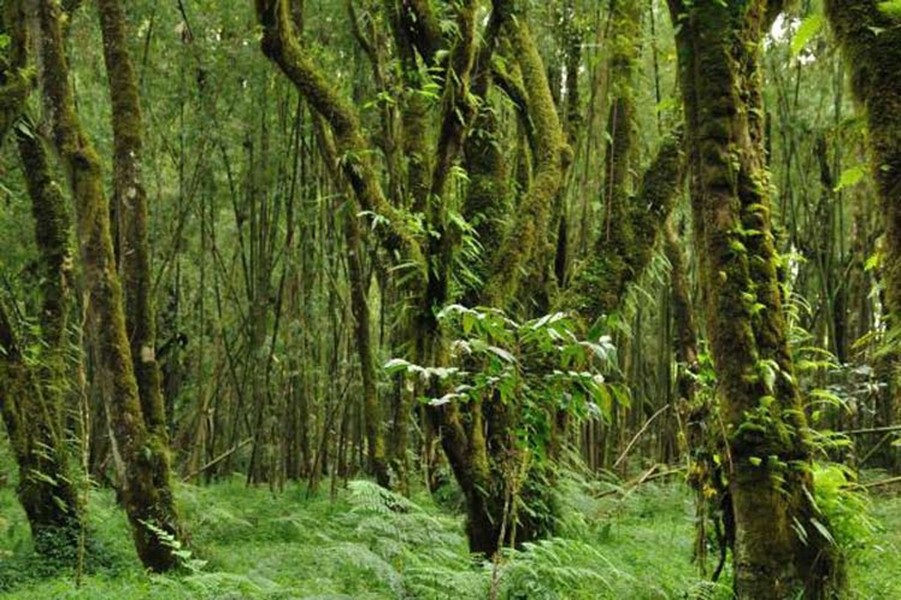 Los bosques de Etiopía, un recurso subvalorado&nbsp;(+Fotos)