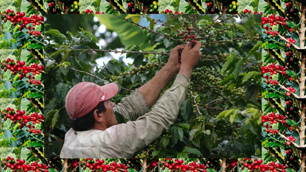 55 años del Sindicato de Trabajadores Agrícola de La Tebaida (Quindío) 1963 –&nbsp;2018
