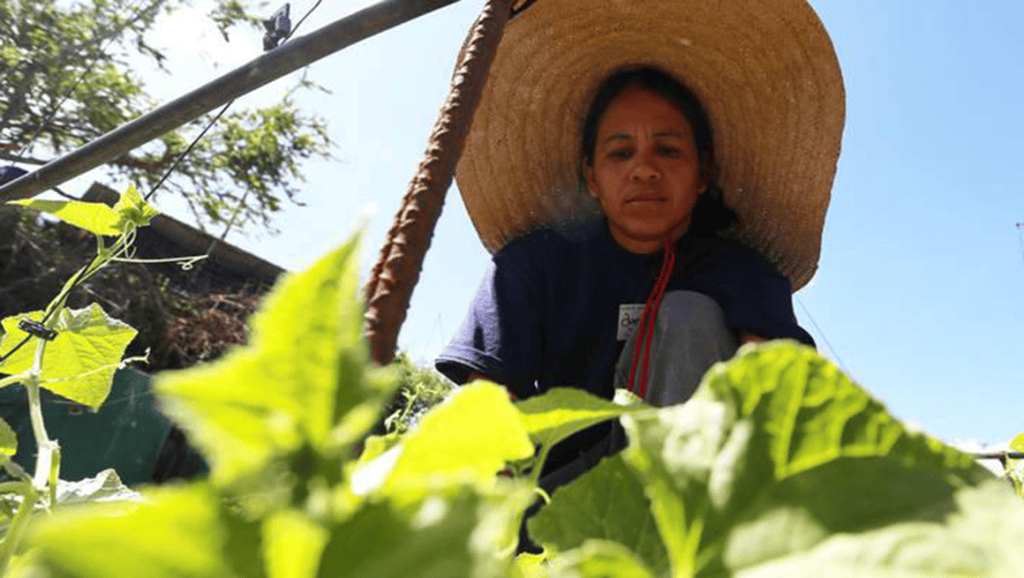 Revolución ha reivindicado lucha campesina con entrega de 6 millones de&nbsp;hectáreas