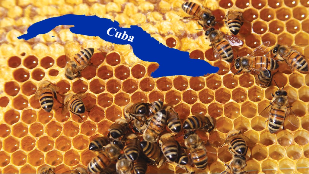 Cuba, el potencial económico de las&nbsp;abejas