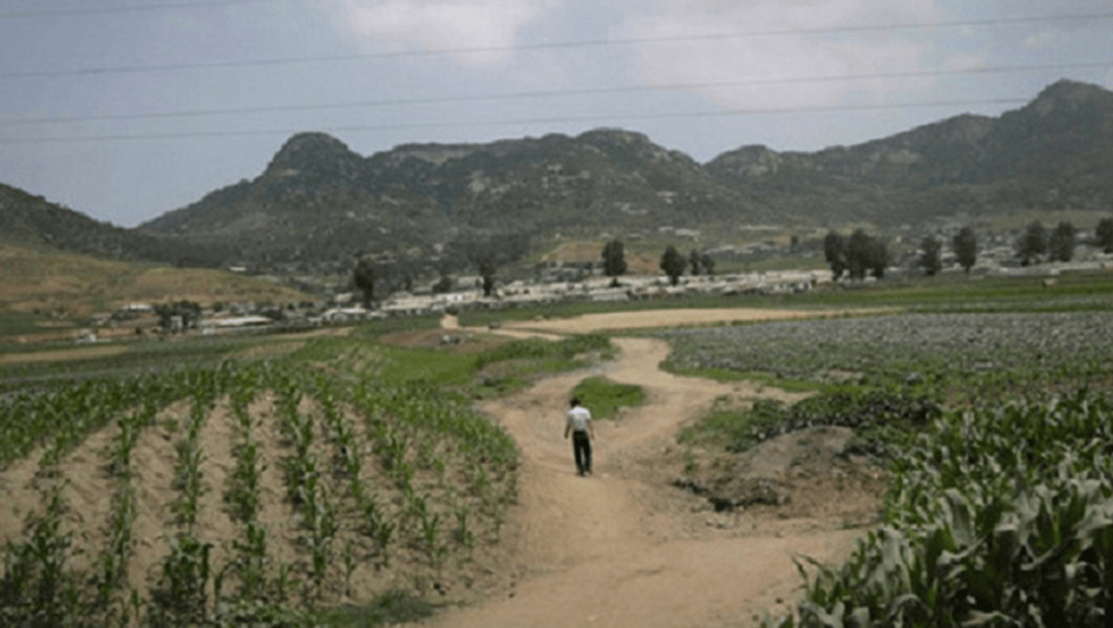 RPDC reporta daños en agricultura por altas temperaturas y&nbsp;sequía