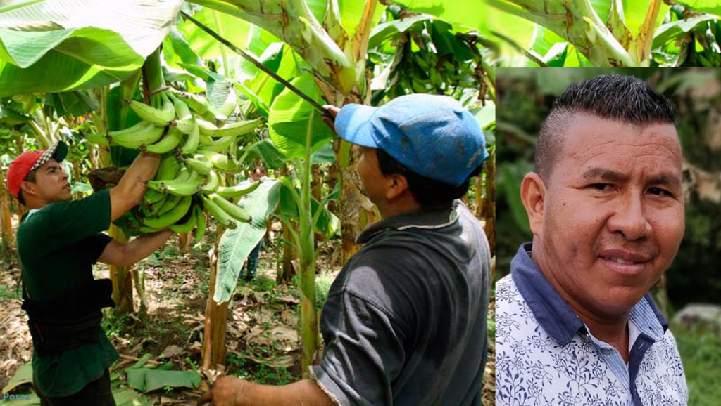 Trabajadores bananeros de Sintracol denuncian amenaza de un pistolero en una finca bananera de&nbsp;Urabá