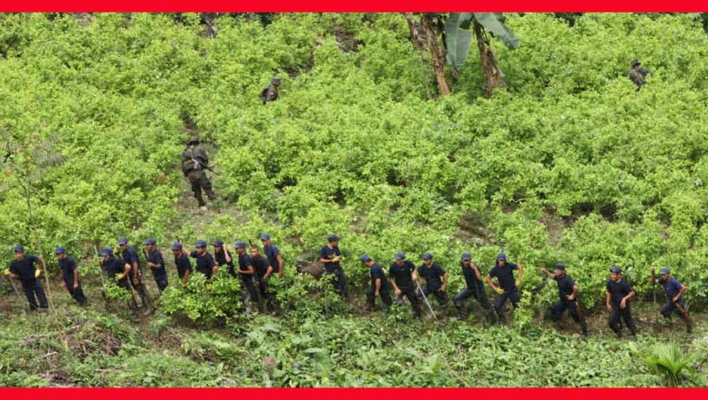 Narcoultivos baten récord en&nbsp;Colombia