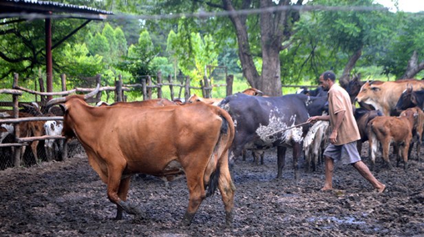 ali-alejandro-primera-cendis-4