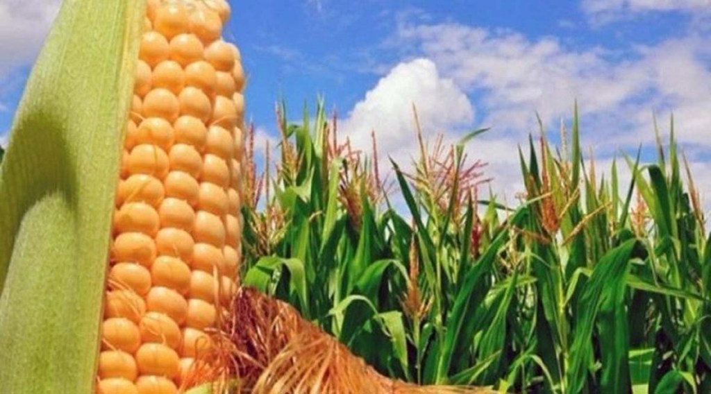 Gobierno Bolivariano y empresa privada impulsan la producción de maíz y&nbsp;soya