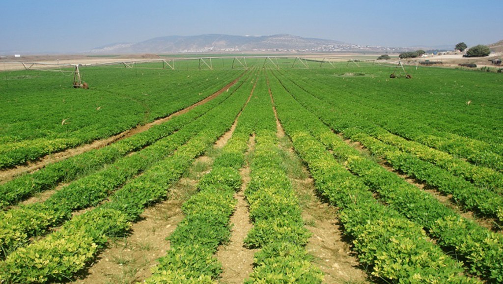 Ejecutivo Nacional aprueba un millón de hectáreas al PSUV para producción agrícola&nbsp;extraordinaria