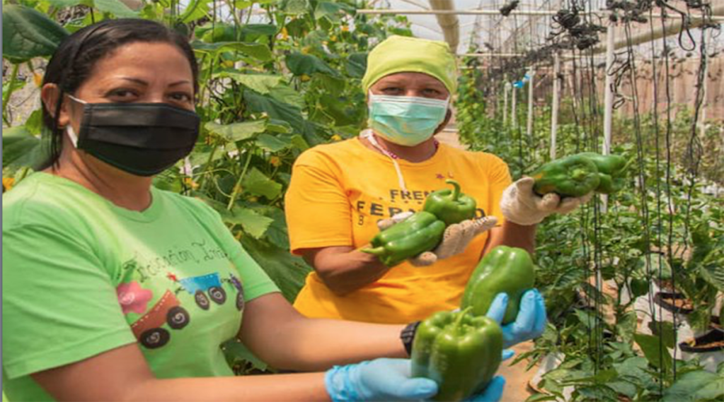 Productores agrourbanos garantizan producción de alimentos en&nbsp;cuarentena