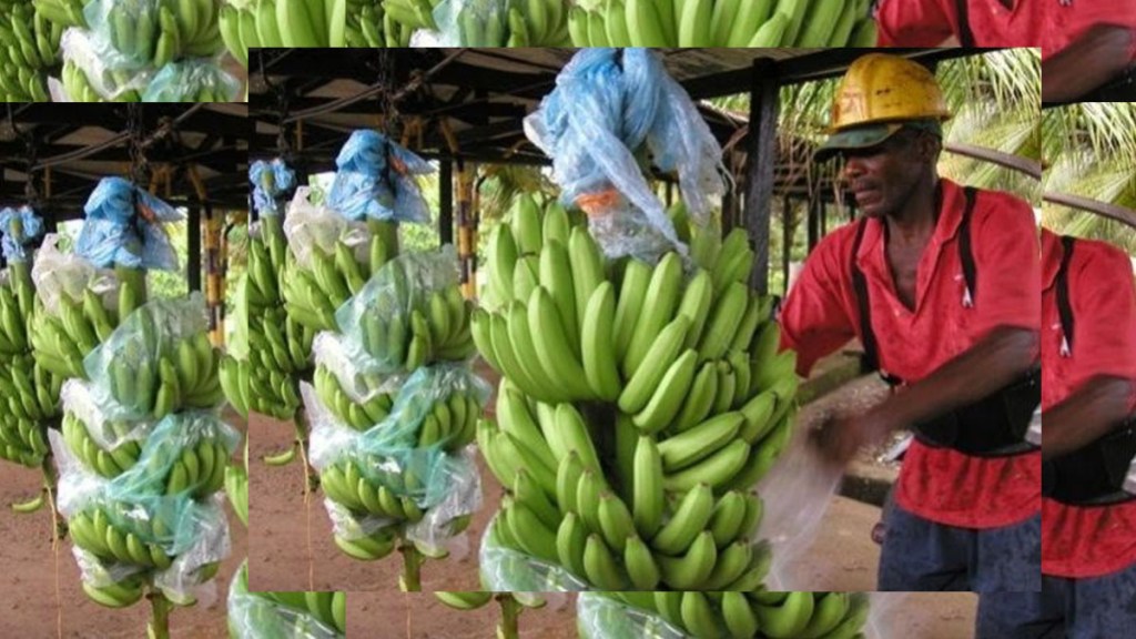 Urabá. Trabajadores bananeros a merced del Covid&nbsp;19