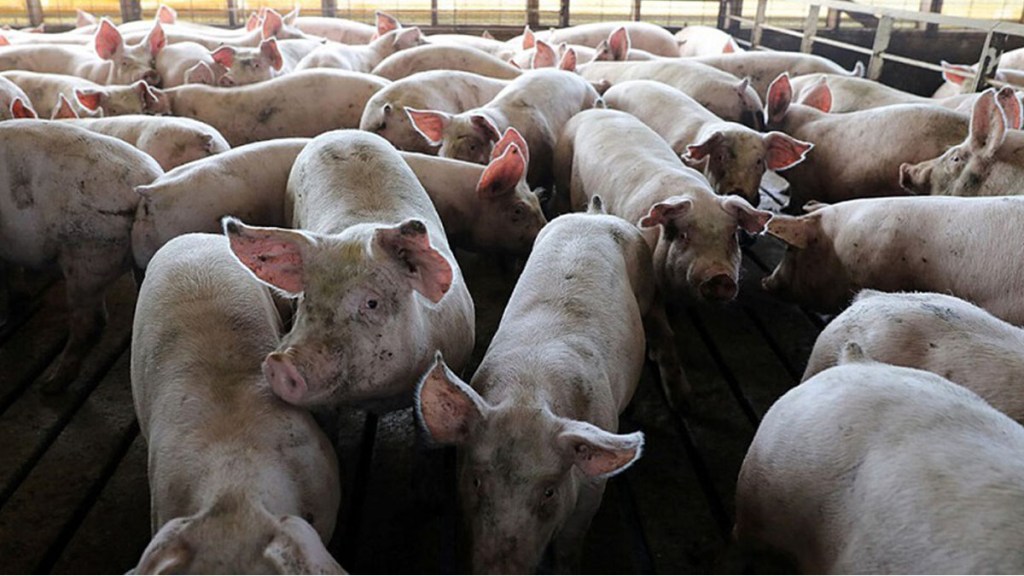 Carne de cerdo impulsará la recuperación de la producción mundial de proteínas animal en&nbsp;2021