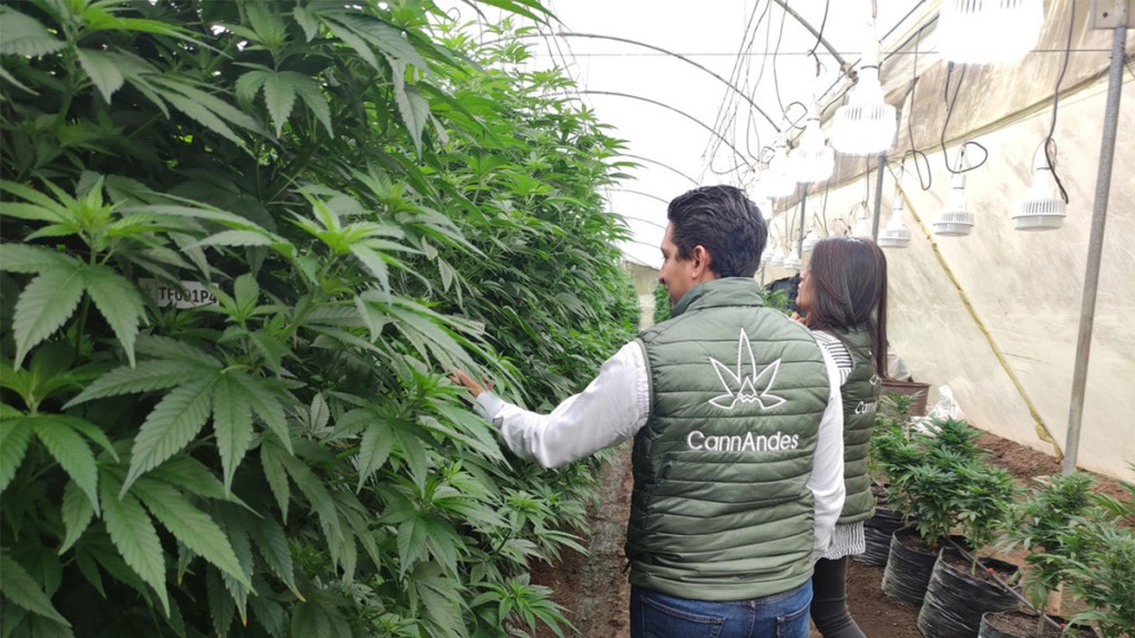 La primera finca cannábica legal de Ecuador se alza entre cultivos de rosas (y pretende que el país domine la industria en poco&nbsp;tiempo)