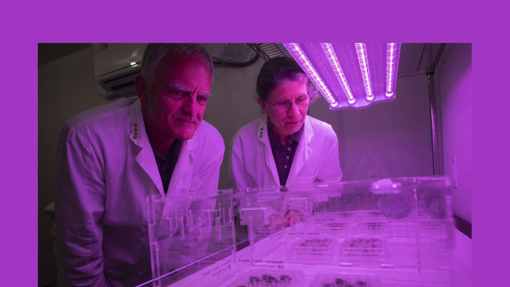 «La vida no se limita a la Tierra»: Científicos logran cultivar semillas en suelo lunar por primera&nbsp;vez