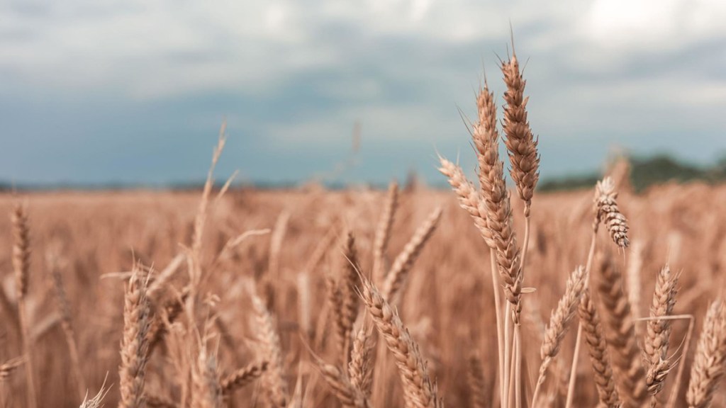 Rusia: Más de 8,5 millones de ucranianos sufren desnutrición, pero Occidente busca retirar cereales del país lo más rápido&nbsp;posible