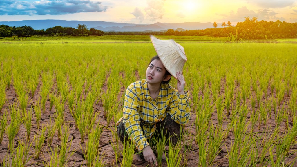 Científicos chinos descubren un gen que puede hacer el arroz más resistente a la&nbsp;sequía