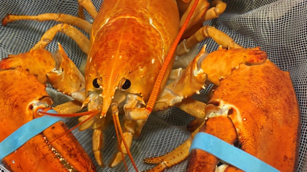 Empleados de un restaurante de Florida descubren una langosta única entre 30 millones y se salva de formar parte del&nbsp;menú