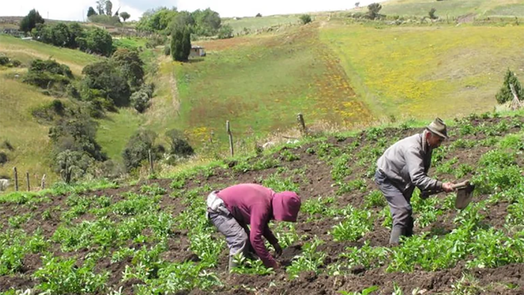 EL AGRO: CORTINAS DE&nbsp;HUMO