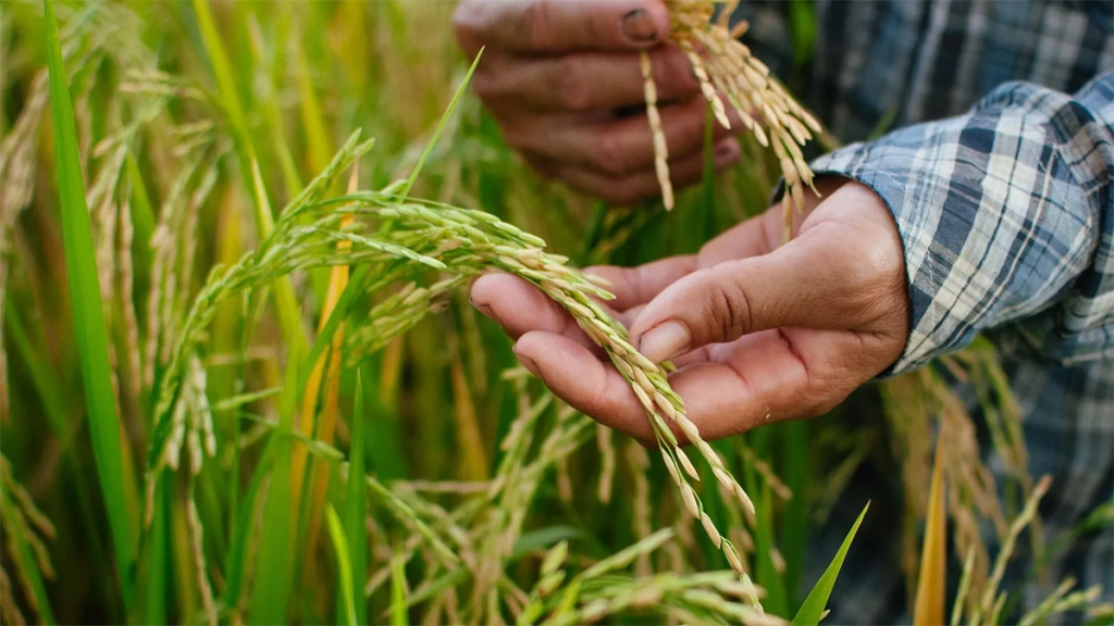 La condena del TLC con EEUU al agro colombiano ¿podrá ser revertida por&nbsp;Petro?