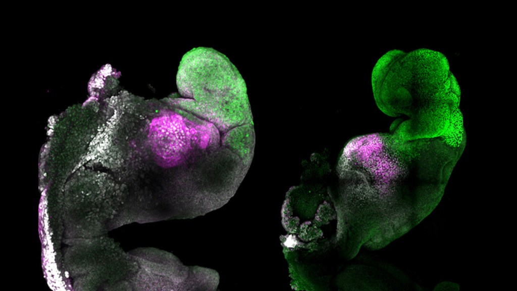 Crean el primer embrión ‘sintético’ con cerebro y corazón que&nbsp;late