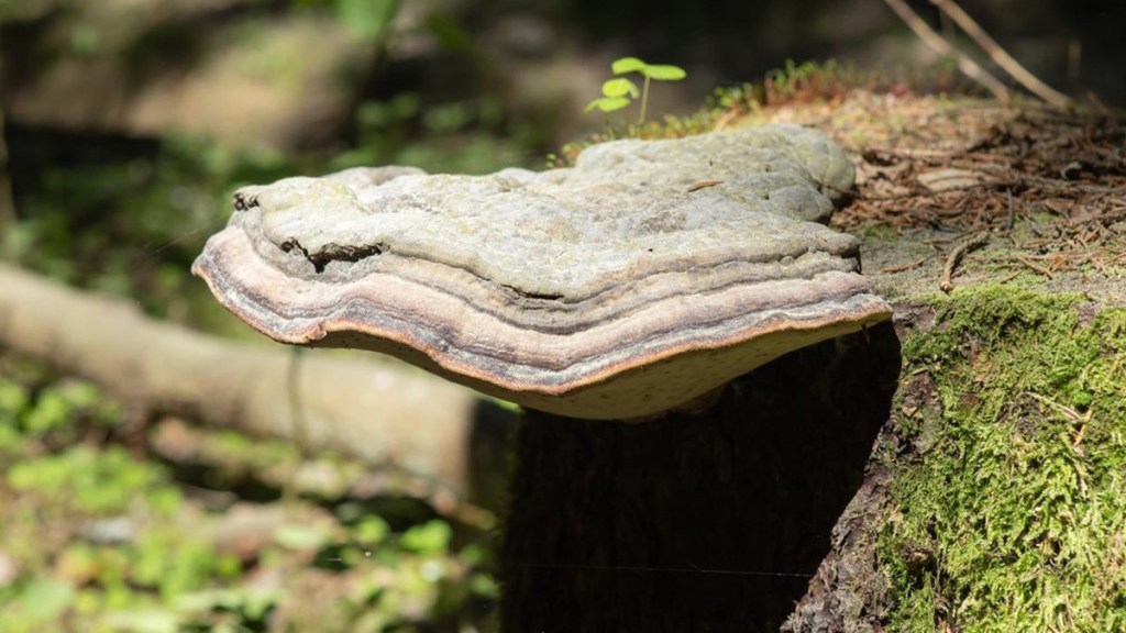 Descubren que un hongo podría ser una alternativa ecológica para construir materiales livianos y&nbsp;resistentes