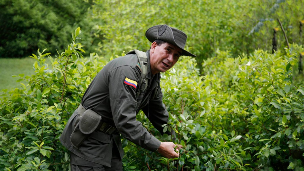 La estrategia de Bolivia y Colombia para que la hoja de coca salga de la lista de&nbsp;estupefacientes