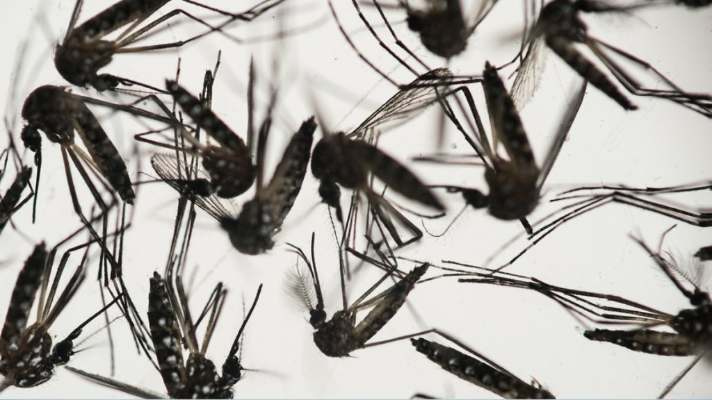 «Cada brote es mayor que el último»: Argentina en alerta por el aumento de casos de&nbsp;dengue