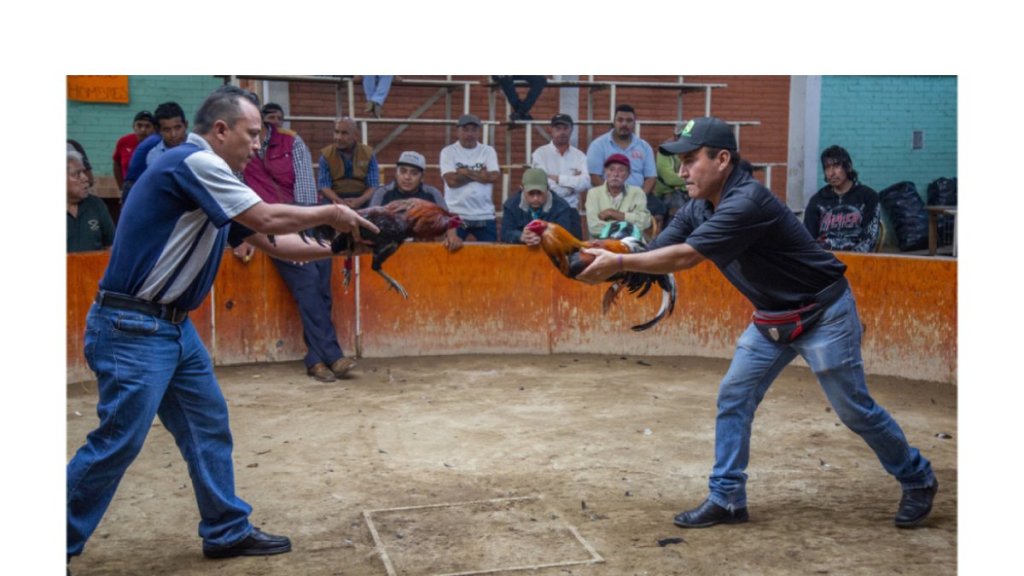 Un Gallo se rebela contra su dueño al inicio de una pelea de gallos en&nbsp;México