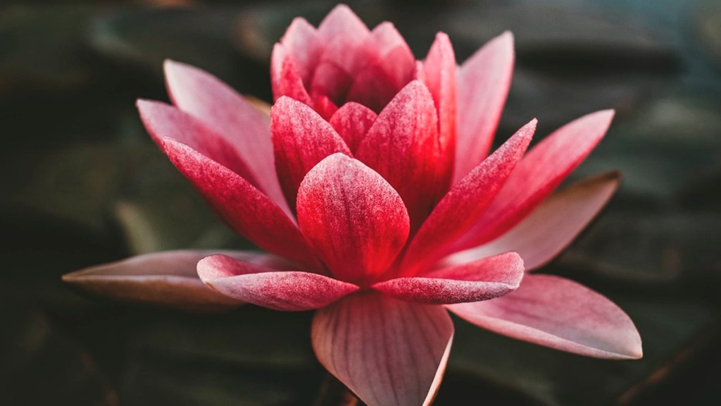 Descubren que las plantas ‘lloran’ y logran grabar sus&nbsp;sonidos