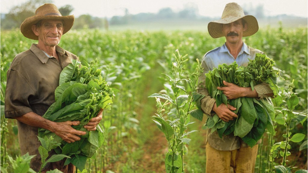 La OMS llama a reducir los cultivos de tabaco y a reemplazarlos por&nbsp;alimentos