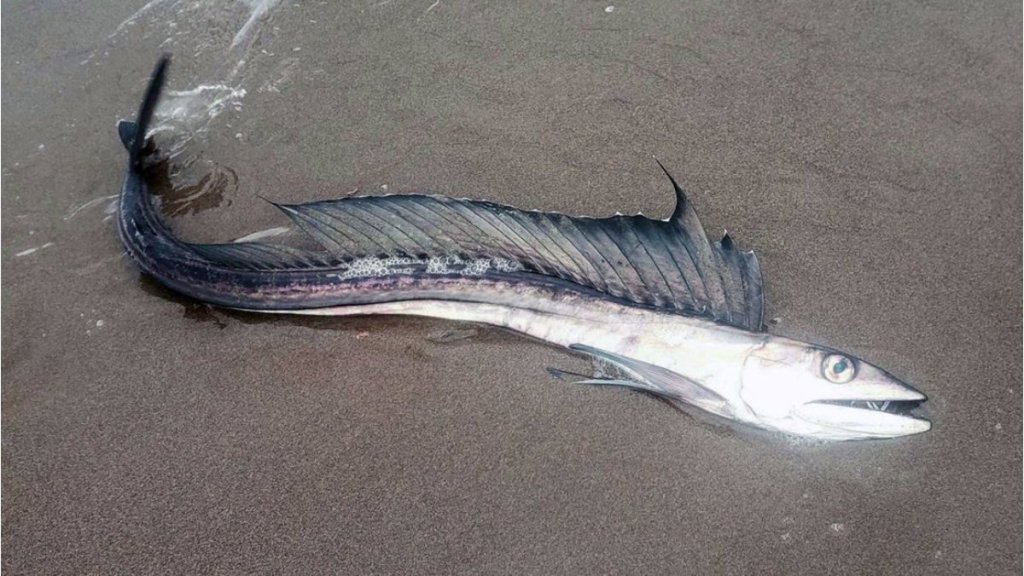 Escurridizos peces caníbales aparecen en las playas de EE.UU. y nadie sabe por&nbsp;qué