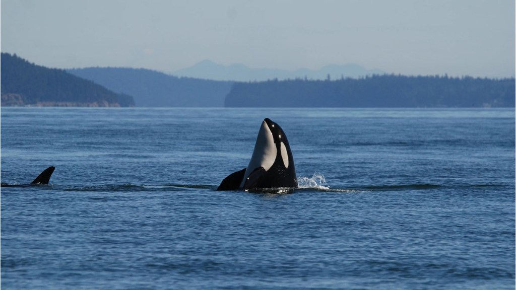 El aumento de enfermedades cutáneas de origen desconocido en las orcas alarma a los&nbsp;científicos